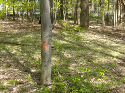 4/30/2010
Trees marked for removal. This is for bungalows that are being constructed by Nesivos Hatalmud, a yeshiva that will be in Camp Agudah for the summer.
