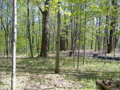 4/30/2010
Trees marked for removal (Near the Ropes Course). This is for bungalows that are being constructed by Nesivos Hatalmud, a yeshiva that will be in Camp Agudah for the summer.
