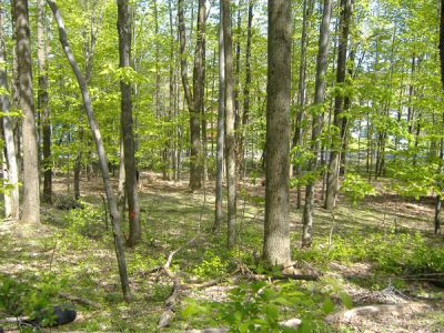 4/30/2010
Trees marked for removal. This is for bungalows that are being constructed by Nesivos Hatalmud, a yeshiva that will be in Camp Agudah for the summer.
