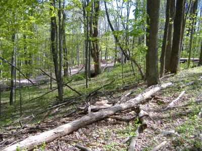 4/30/2010
Trees that were cleared for a driveway. This is for bungalows that are being constructed by Nesivos Hatalmud, a yeshiva that will be in Camp Agudah for the summer.
